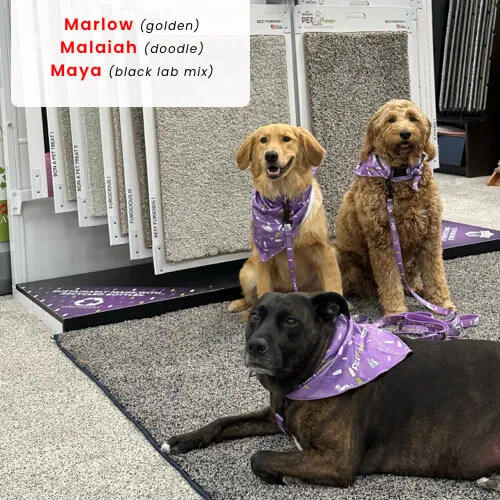 Marlow, Malaiah and Maya the dogs at McCool's Flooring