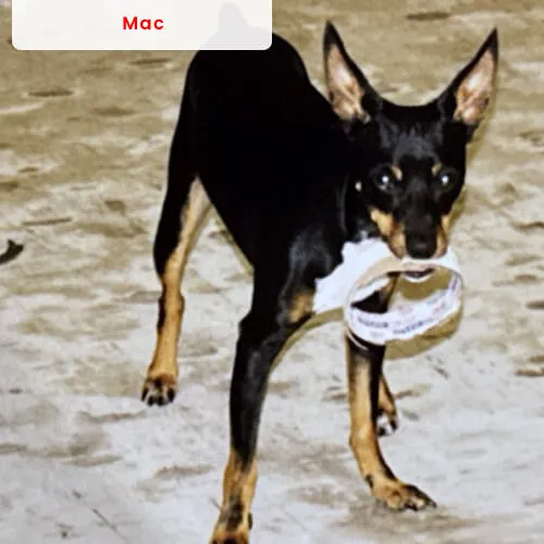 Mac the dog at McCool's Flooring